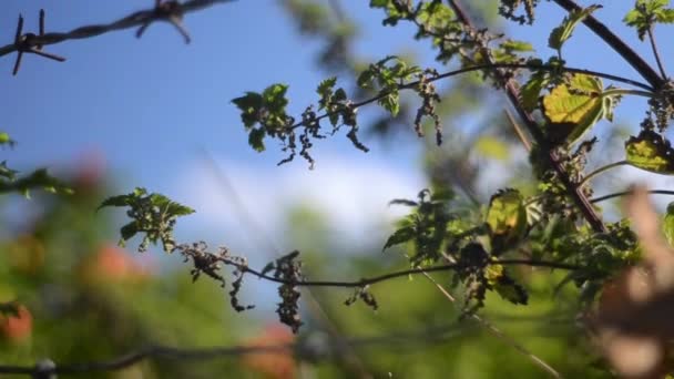 Pan Autumn Nettles Barbed Wire Breezy Blue Sky — Vídeo de Stock