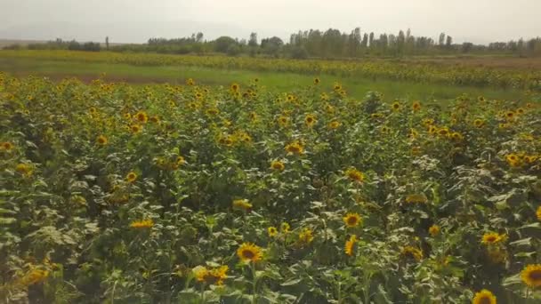 One Most Beautiful Landscape Sunflower Garden Green Yellow Combination Sun — Vídeo de stock