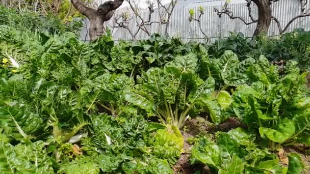 Watering Vegetable Garden Backyard — Stok video