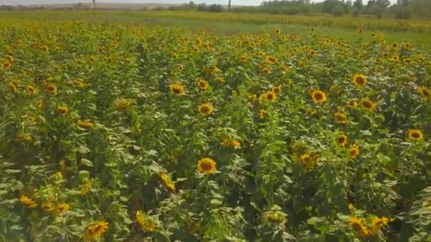 Sunflower Flowers Look Sun Sun Knows How Dear Sometimes Goes — Vídeo de stock