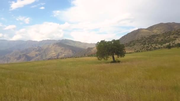 Walking Wheat Field Watching Wind Movement Wheat Summer Day Cloudy — Stok Video