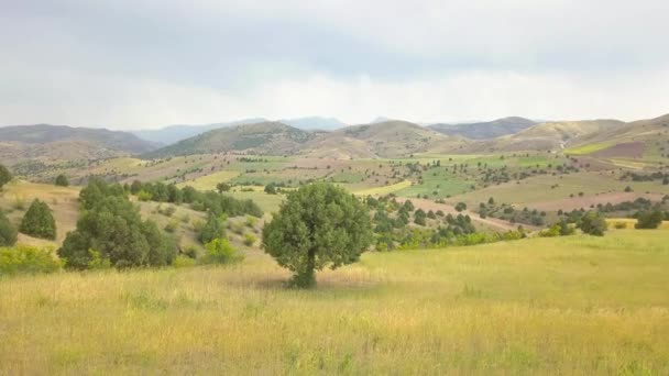 Beautiful View Wheat Fields Wild Trees Rural Areas Cool Fresh — Vídeo de Stock
