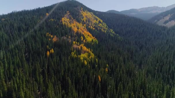 Aspens Draait Kebler Pass Colorado — Stockvideo