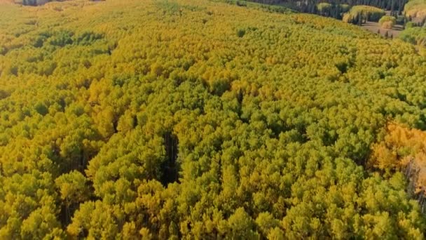 Aspens Turning Kebler Pass Colorado — Stock video