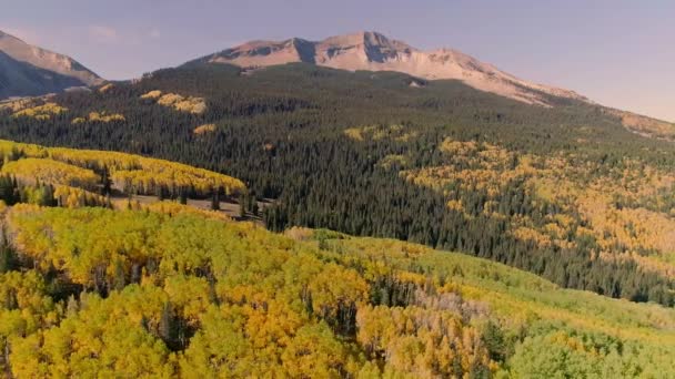 Aspens Turning Kebler Pass Colorado — Stock video