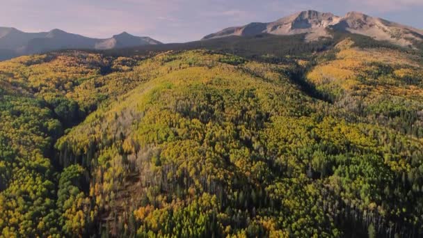 Aspens Turning Kebler Pass Colorado — Stock video