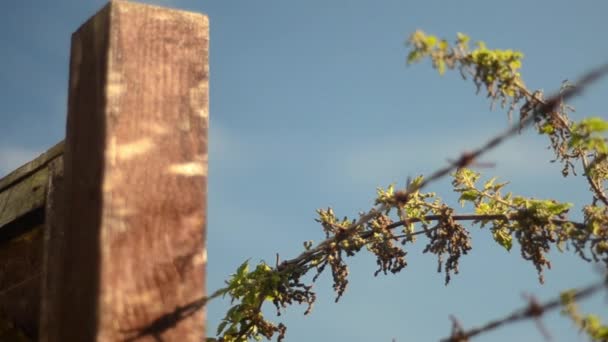 Wooden Fence Post Nettles Barbed Wire Breezy Blue Sky — Vídeo de stock