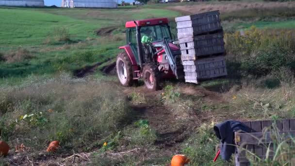 Farmer Bringing Bins Field Load Pumpkins — Vídeo de Stock