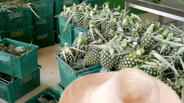 Pineapple Harvesting Shot Gh5 8Lens 97Fps — Vídeo de Stock