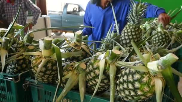 Pineapple Harvesting Shot Gh5 8Lens 97Fps — Vídeo de Stock