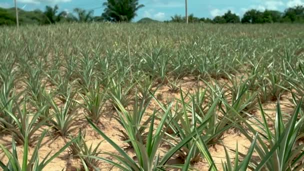 Pineapple Plantations Pineapple Field Pineapple Farm Shot Sony A6500 Metabone — Vídeo de Stock