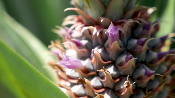 Ananas Bloem Neergeschoten Gh5 Met 8Lens 97Fps — Stockvideo