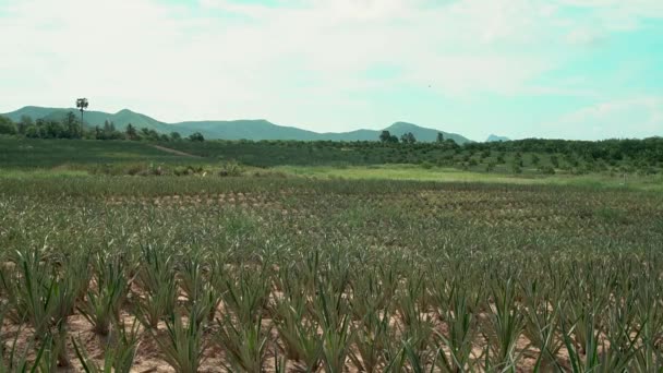 Pineapple Plantations Pineapple Field Pineapple Farm Shot Sony A6500 Metabone — Vídeo de Stock