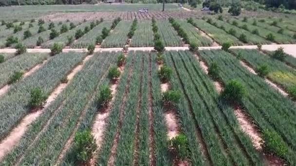 Fazenda Abacaxi Tailândia Tiro Drone Aéreo — Vídeo de Stock