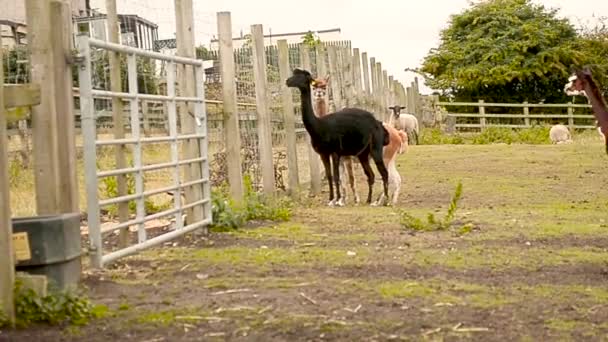 Real Time Tripod Shot Three Alpacas Brown Black Orange Skin — Stock Video