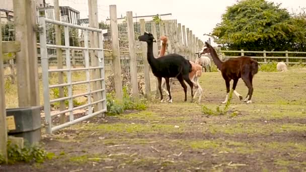 Real Time Tripod Shot Three Alpacas Brown Black Orange Skin — Vídeo de Stock