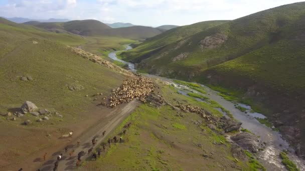 Early Morning Village Shepherd Takes Flock Mountain — Stock videók