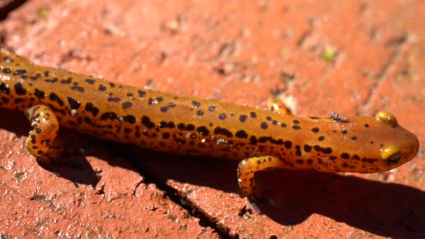 Extreme Closeup Long Tailed Salamander Shot Top Side — Video