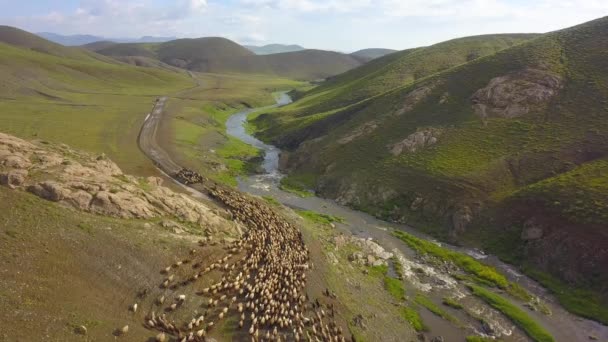 Early Morning Village Shepherd Takes Flock Mountain — 비디오