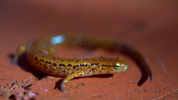 Closeup Side Long Tailed Salamander — Stockvideo
