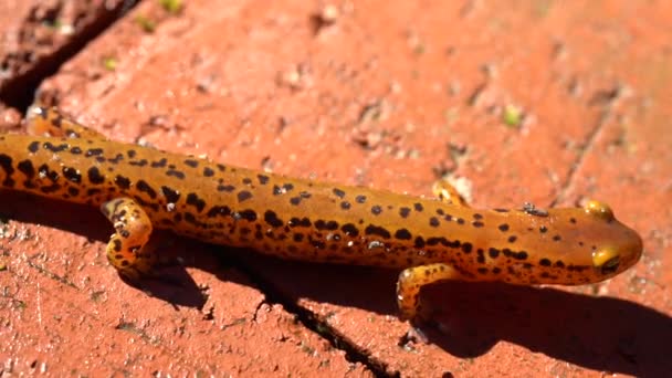 Closeup Long Tailed Salamander Shot Top Side — Stockvideo