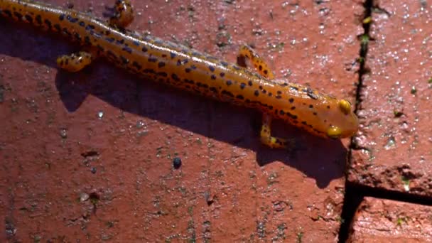 Closeup View Overhead Long Tailed Salamander Moving Bricks Trying Get — Vídeo de Stock