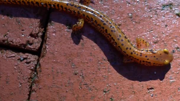 Closeup View Overhead Long Tailed Salamander Moving Bricks — 图库视频影像