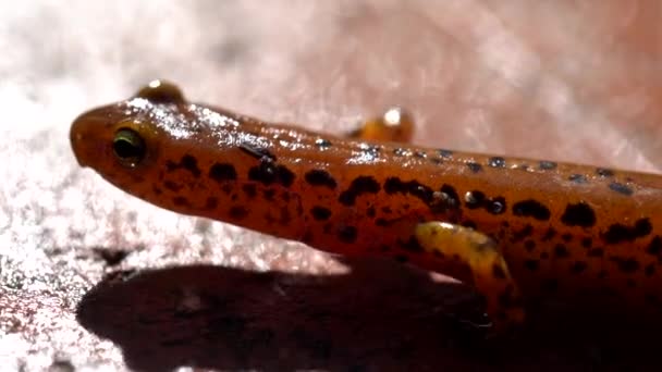 Extreme Closeup Side Long Tailed Salamander While Walking Slowly — Vídeo de Stock