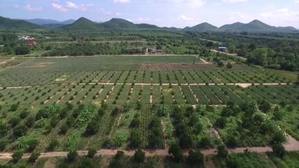 Fazenda Abacaxi Tailândia Tiro Aéreo Dji Pt4 — Vídeo de Stock