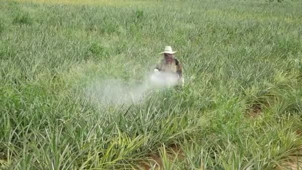 Fertilizer Spraying Pineapple Farm Thailand — Vídeo de Stock