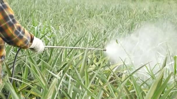 Fertilizer Spraying Pineapple Farm Thailand — 图库视频影像