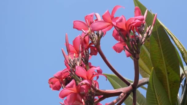 Beautiful Pink Flowers Tree Clear Sky Background — стоковое видео