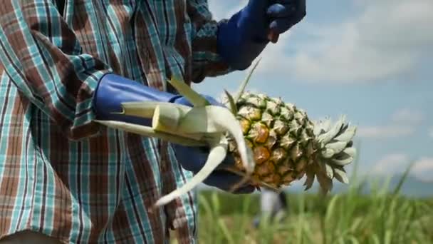 Pineapple Cutting Pineapple Harvesting Shot Panasonic Gh5 — Stockvideo