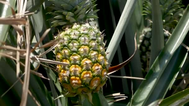 Pineapple Plants Shot Panasonic Gh5 97Fps — Stockvideo