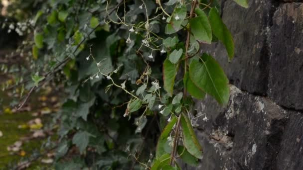 Ivy Growing Stone Wall England — Vídeo de stock