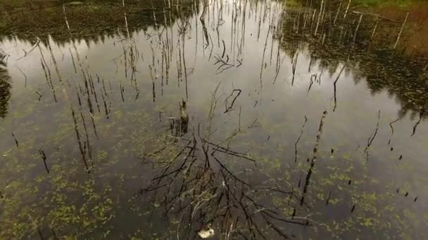 Aerial Autumn Swamp View — Wideo stockowe