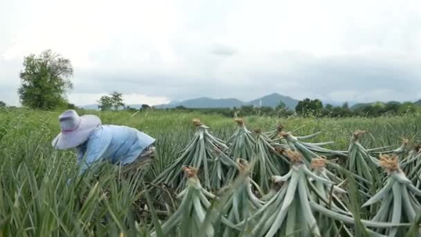 Pineapple Harvesting Shot Gh5 8Lens 97Fps — Wideo stockowe