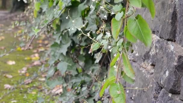 Ivy Growing Stone Wall Blows Breeze — Video