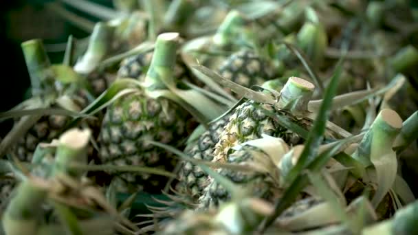 Pineapple Harvesting Shot Sony A6500 — стокове відео