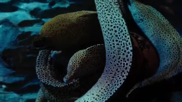 Spotted Moray Eel Swimming Rock — Vídeos de Stock