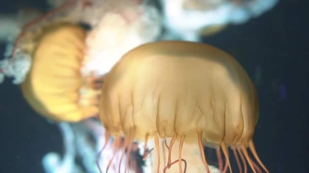 Медленное Движение Сингапурской Желтой Медузы Морской Крапивы Плавающей Шлепке Аквариуме — стоковое видео