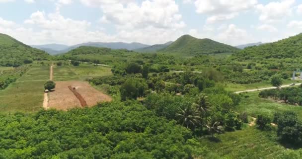 Pineapple Farm Aerial Shot Pineapple Plantation Aerial Shot 50Fps Shot — Stockvideo