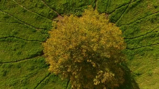 Tree Roots — Vídeo de Stock