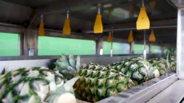 Pineapple Conveyor Belt Shot Gh5 8Lens 97Fps — Stockvideo