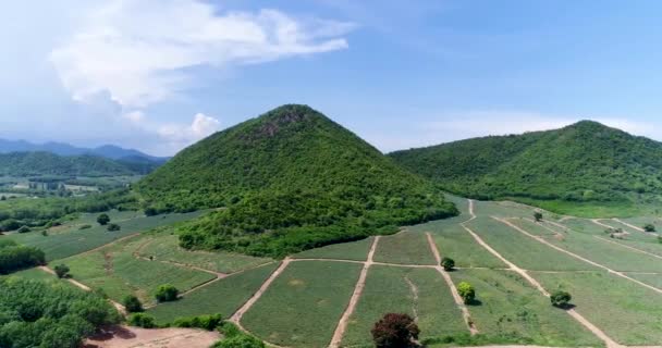 Pineapple Plantations Pineapple Farm Mountainview Thailand Shot Dji Pt4 — Vídeo de Stock