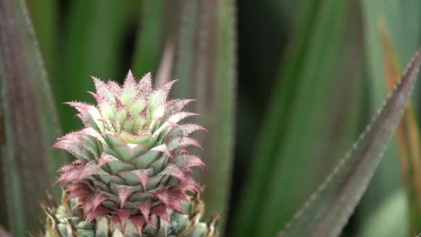 Pineapple Flower Shot Sony A6500 Metabone Speedbooster Lens Canon 97Fps — Stockvideo