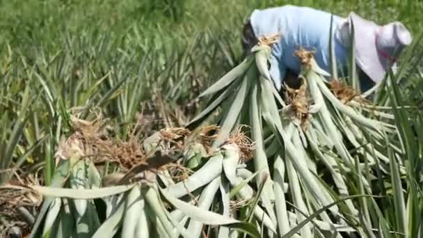 Pineapple Harvesting Shot Gh5 8Lens 97Fps — 图库视频影像