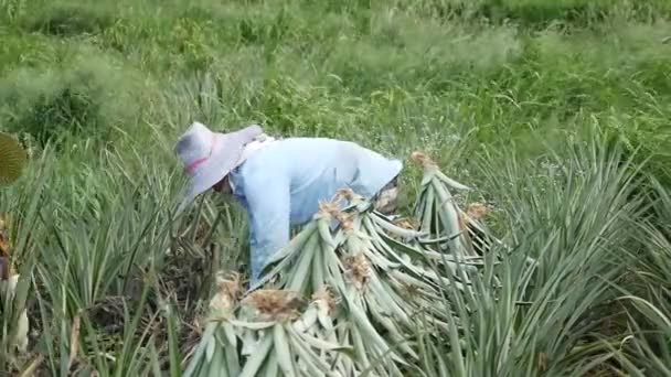 Pineapple Harvesting Shot Gh5 8Lens 97Fps — Stok video