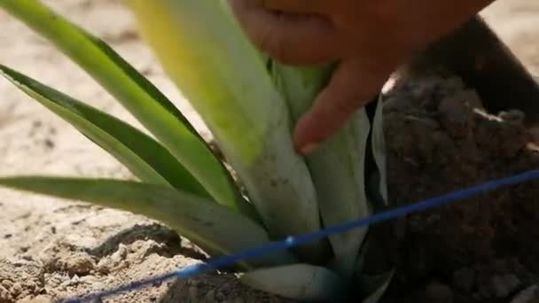 Pineapple Cultivation Pineapple Planting Pineapple Growers Shot Gh5 8Lens — Vídeo de Stock