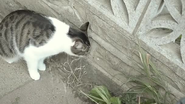 Tabby Cat Street Eating Grass — Stock Video